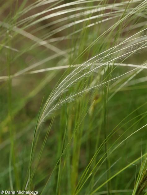 Stipa Eriocaulis Kavyl Skaln Pladias Datab Ze Esk Fl Ry A Vegetace