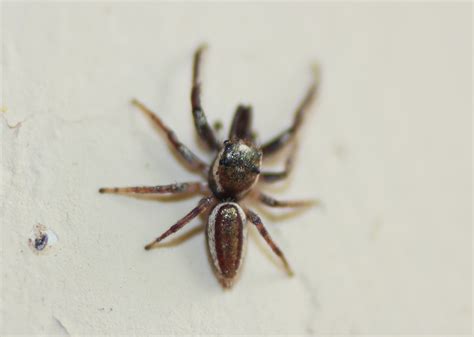 Bagheera (Bagheera) - Picture Insect