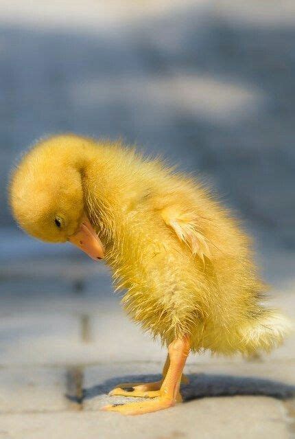 Wonder Pets Save Duckling