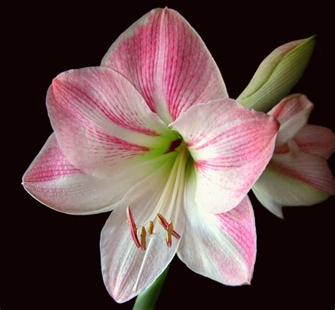 Free Amaryllis Flower Cliparts Download Free Amaryllis Flower Cliparts