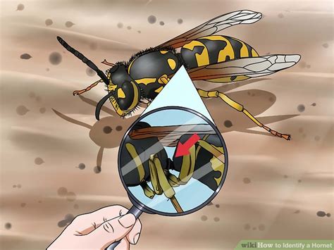 How to Identify a Hornet: 10 Steps (with Pictures) - wikiHow