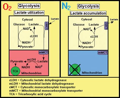 Anaerobic Glycolysis Pathway