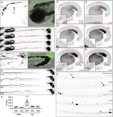 Dynamic Properties Of The Reissner Fiber Revealed In Scospondin Gfp