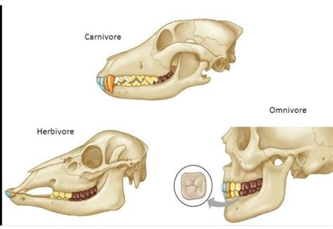 Teeth structure of animals | Science - Quizizz