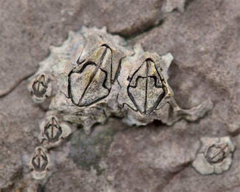 Common Acorn Barnacle Charmouth Heritage Coast Centre