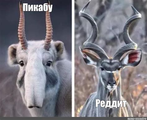 Создать мем "антилопа мем, изображние животного, сайгак морда ...