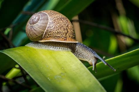 Schnecken Im Garten Bek Mpfen Hausmittel