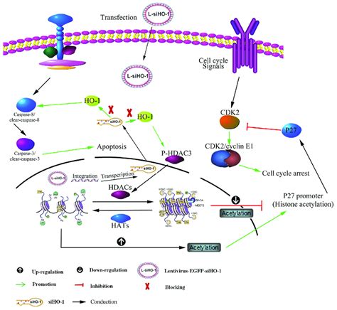 Schematic Representation Of Mechanism For HO 1 Silencing Associated