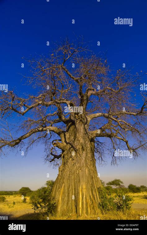 Baobab tree, Tarangire National Park, Tanzania Stock Photo, Royalty ...