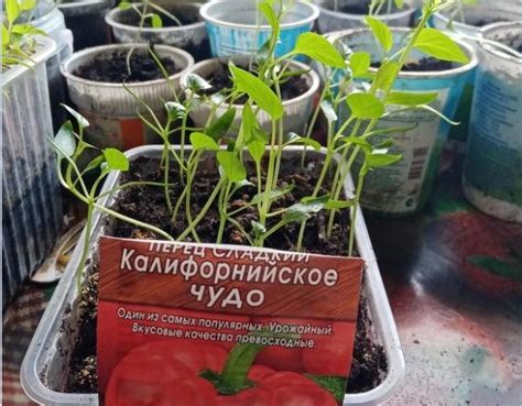 Перец Калифорнийское чудо - характеристика и описание сорта, сроки ...