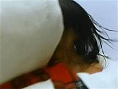 Naked Shannon Elizabeth In Jack Frost