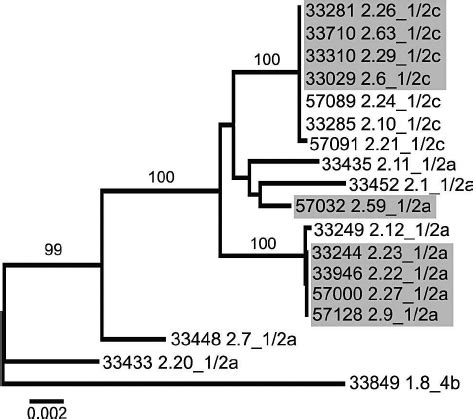 Neighbor Joining Phylogram Inferred From Analysis Of Representative