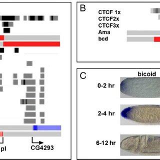 Drosophila CTCF In Vivo Binding Site Consensus A Shown Is The