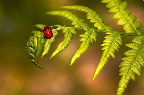 Coccinelle Insecte Scarab E Photo Gratuite Sur Pixabay Pixabay