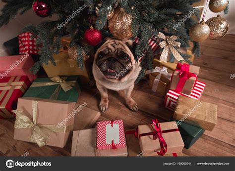 Pug sitting under christmas tree Stock Photo by ©AndrewLozovyi 169205944