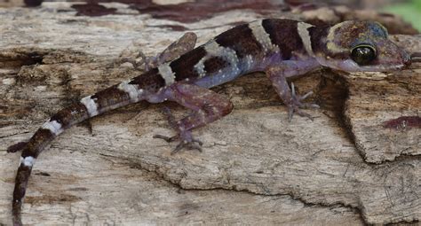 One Species A Day A New Gecko Cyrtodactylus Phnomchiensis