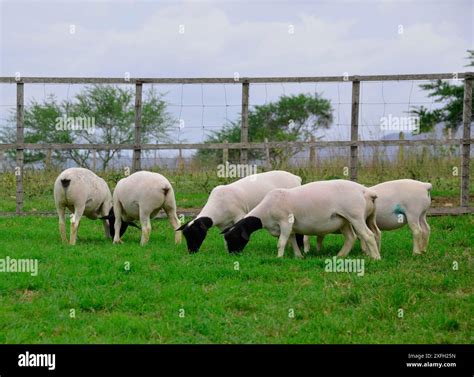 A Group Of Great Dorper Sheep Grazing On The Farms Green Pastures