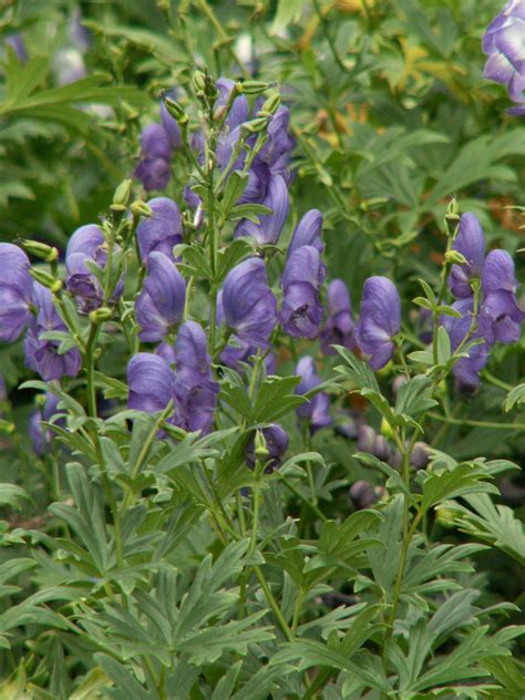Monkshood – Napellus – Cheyenne Tree Farm – Trees, Shrubs, Perennials