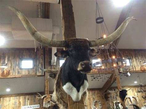 Sold Longhorn Mount Yee Haw Ranch Outfitters