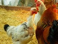 Naked Neck Turken Backyard Chickens Learn How To Raise Chickens