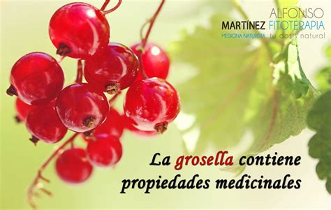 Propiedades De La Grosella Fitoterapia Naturismo