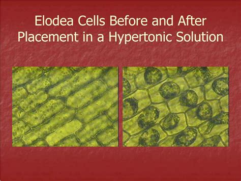 Ppt Notes Transport Through The Cell Membrane Powerpoint