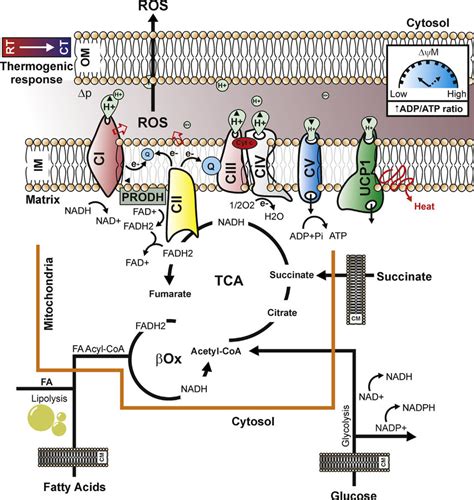 Cold Exposure Induces Mitochondrial Metabolism Reprogramming In Adipose