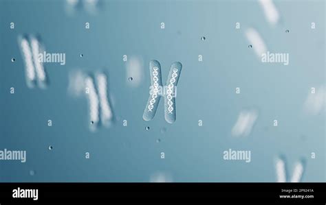 X Chromosomes with DNA helix inside under microscope. Human chromosome. 3D Rendering Stock Photo ...