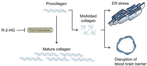 The hydroxylation of proline residues on pre-collagen fibrils by PHD is ...