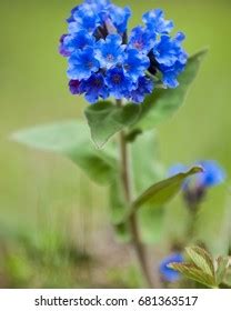 Pulmonaria Obscura Common Names Unspotted Lungwort Stock Photo