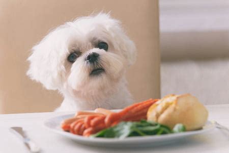 Bichon maltais éducation caractère santé prix et budget