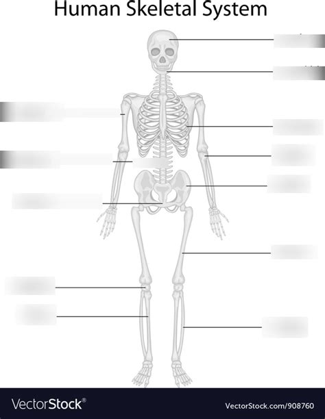 Skeletal System For HBS Diagram Quizlet