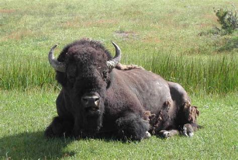 Shh Quiet Bison Get More Sex Live Science