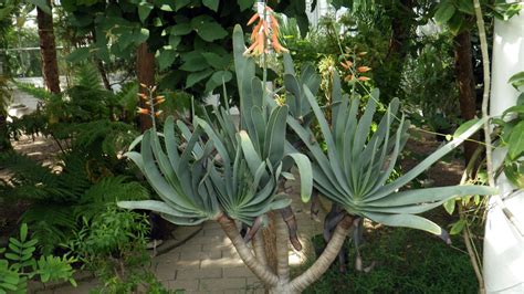 Aloe Plicatilis Asphodelaceae Image 84104 At PhytoImages Siu Edu