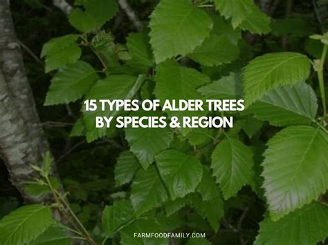 15 Types Of Alder Trees By Species And Region With Pictures