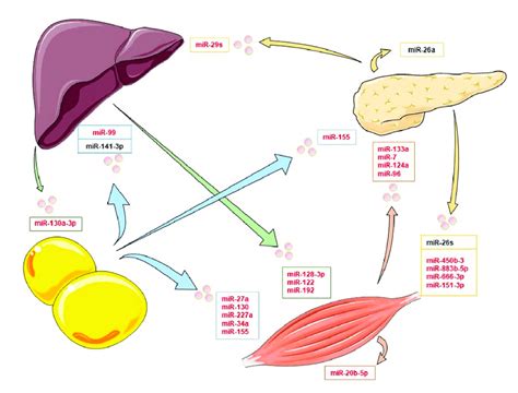 Exosomal Mirnas And Their Organ Target In The Insulin Signaling