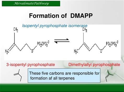 Ppt Mevalonate Pathway Terpenes And Steroids Powerpoint Presentation