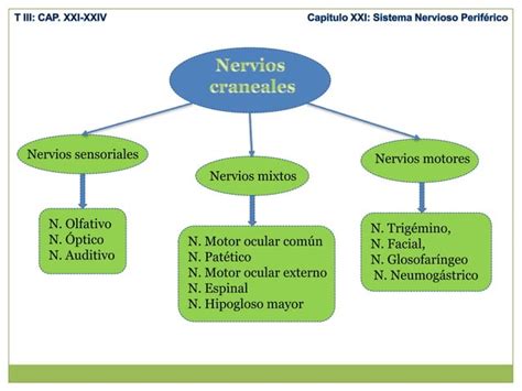 Anatomía Sistema nervioso periférico nervios raquídeos plexo cervical