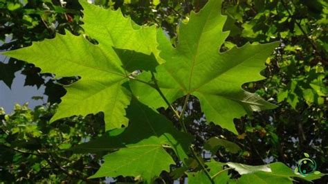 Cómo Se Cultiva El Plátano Común Clima Suelo Plantación