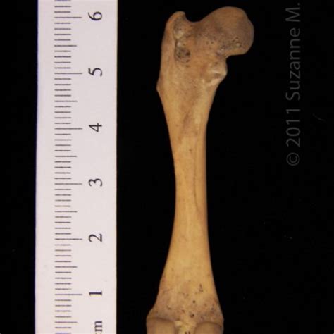 Anterior View Left Striped Skunk Femur Boneid