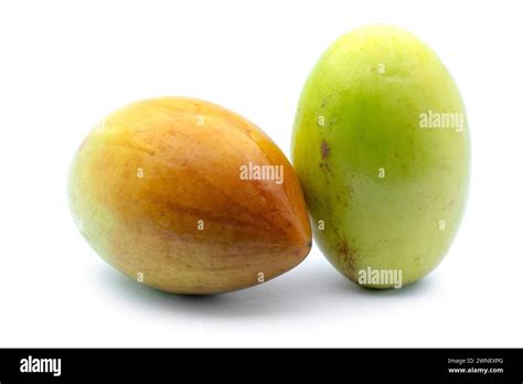 Indian Jujube Or Ber Ziziphus Mauritiana Rhamnaceae Medium Sized
