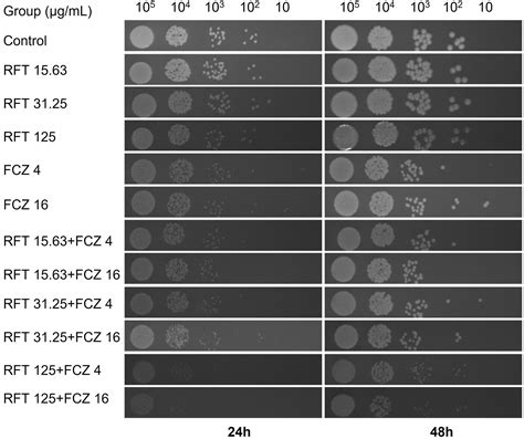 A Mechanism Study On The Synergistic Effects Of Rifapentine And