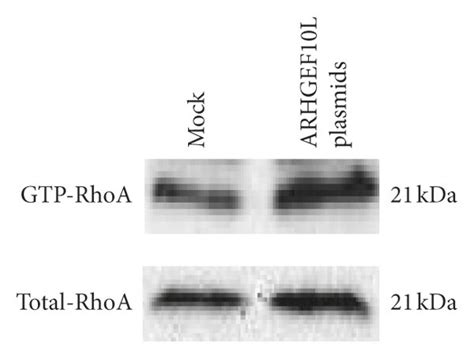 Effects Of Arhgef10l Overexpression On The Rhoa Pathway In Hela Cells