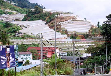 El Nino Jejas Kualiti Sayur Bunga Di Cameron Highlands