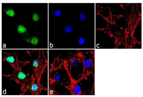 Pax6 Antibody 42 6600