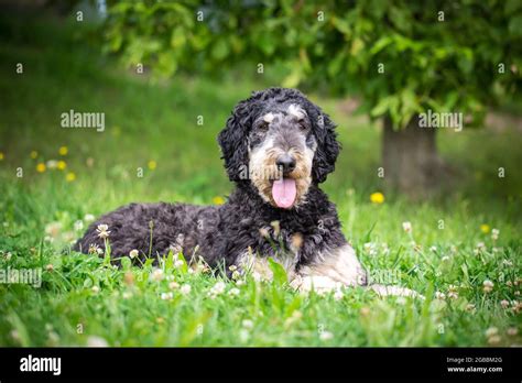 Black And Tan Royal Poodle Stock Photo Alamy