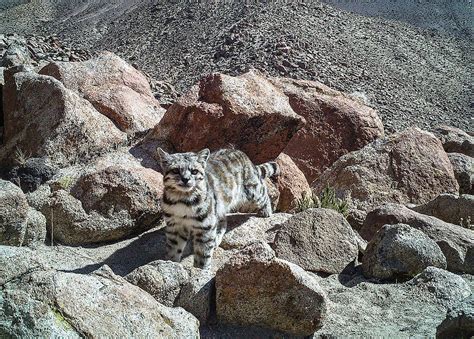 Conoce A Los Cinco Felinos M S Amenazados Del Mundo P Gina V