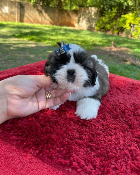 Shih Tzu Puppies For Sale Near Me Craigslist Craigslist Puppies