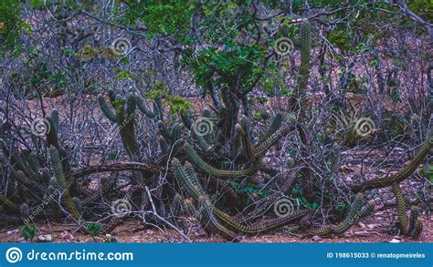 Rural Region Of The Brazilian Northeastern Interior The Semi Arid