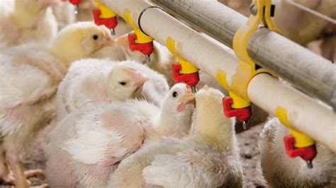 The 5 Steps To Prevent Coccidiosis In Chickens